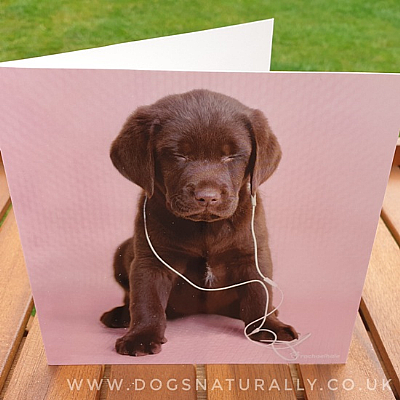 Chocolate Labrador Rachael Hale Dog Greetings Card Deejay